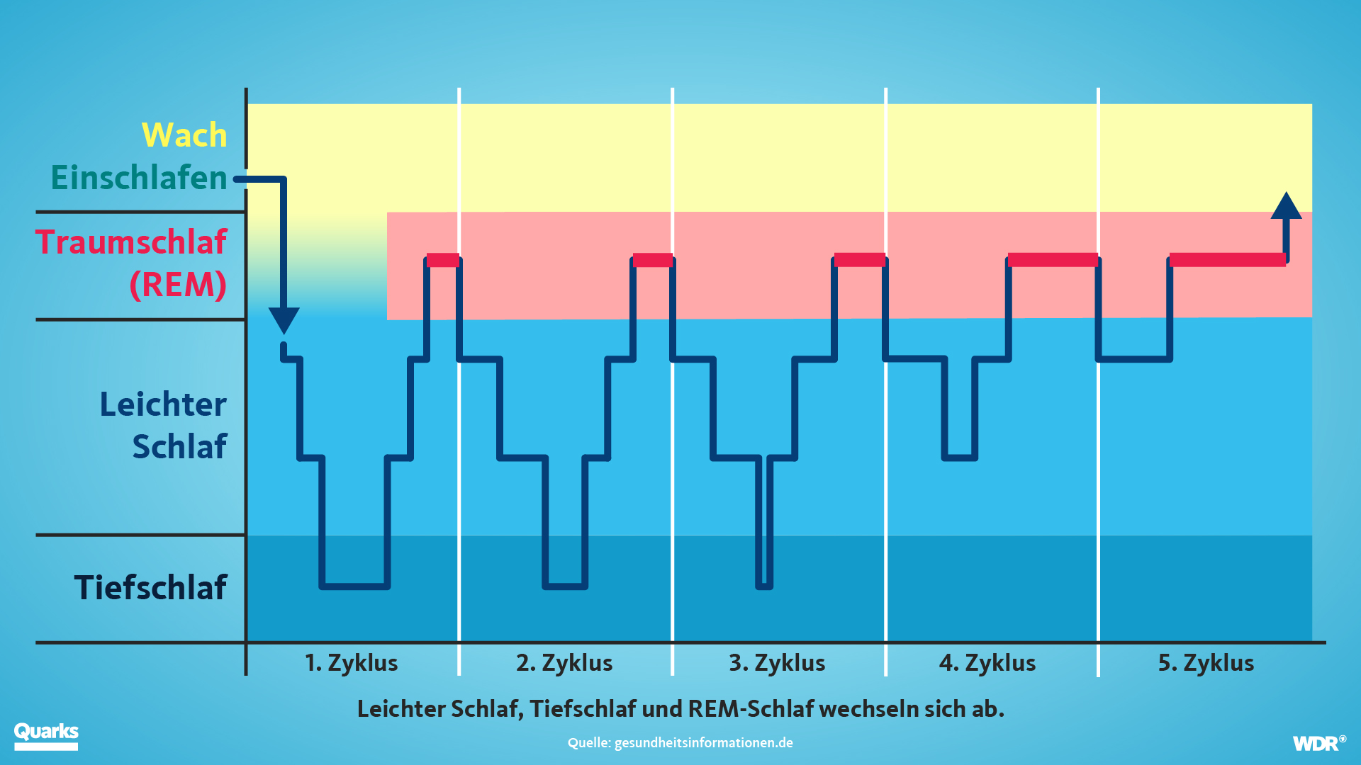 Grafik-Web-Schlafphasen Grafik zu den Schlafphasen